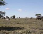 tanzanie_serengeti_safari102