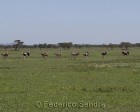 tanzanie_serengeti_safari109