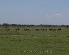 tanzanie_serengeti_safari110