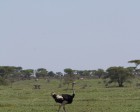 tanzanie_serengeti_safari111