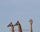 tanzanie_serengeti_safari123