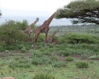 tanzanie_serengeti_safari133