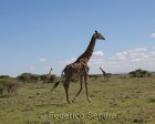 tanzanie_serengeti_safari135
