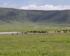 tanzanie_safari_ngorongoro_115