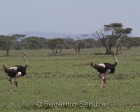 tanzanie_serengeti_safari108