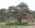 tanzanie_serengeti_safari117