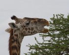 tanzanie_serengeti_safari119