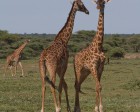 tanzanie_serengeti_safari126